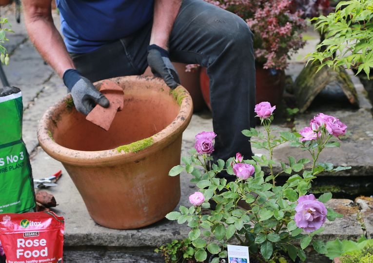Choosing the Right Containers for Roses