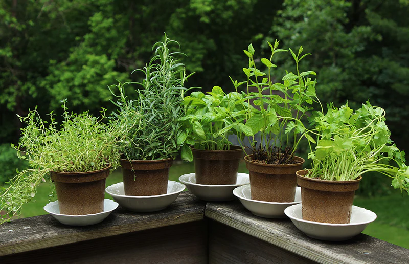 Herbs in Small Patio DIY Ideas