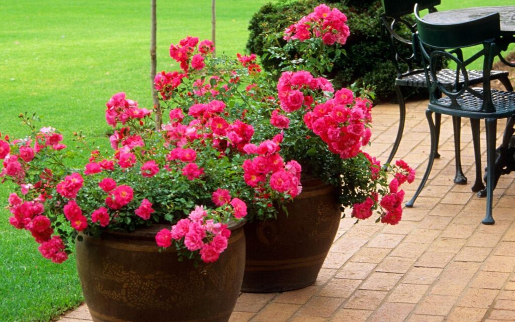 roses for patio containers