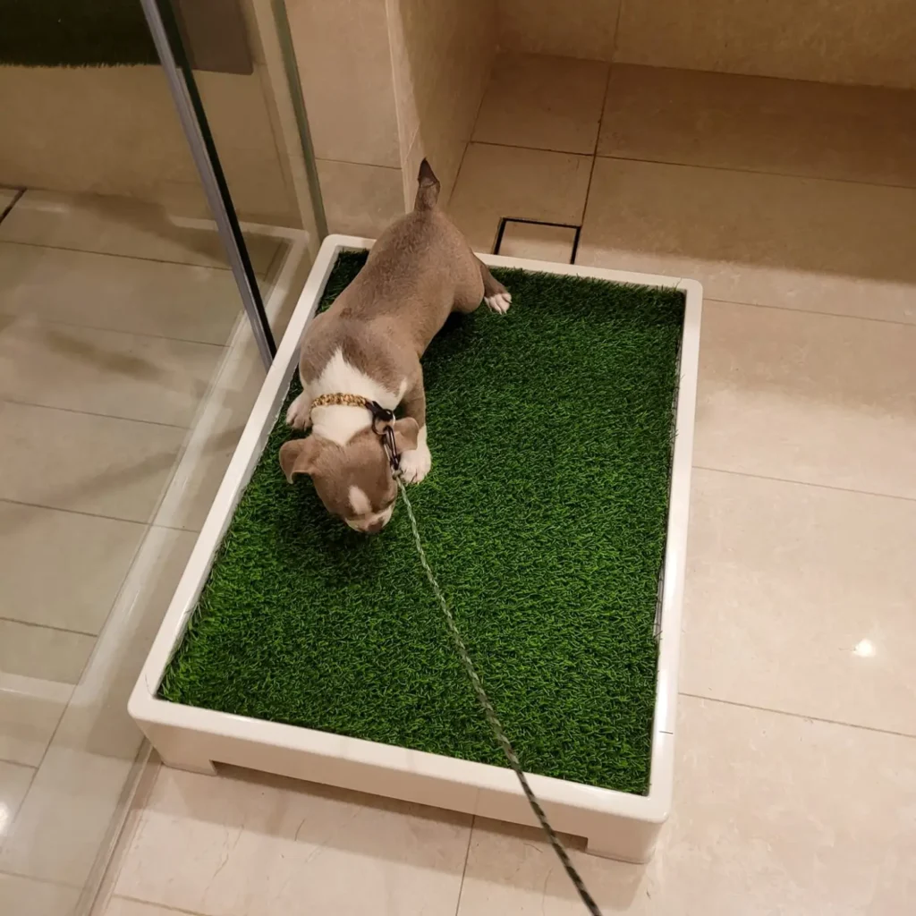 Patio pet potty