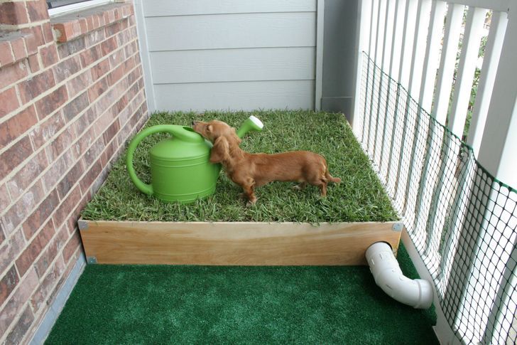 Patio Pet Potty Solutions: How to Choose and Use the Best One for Your Dog