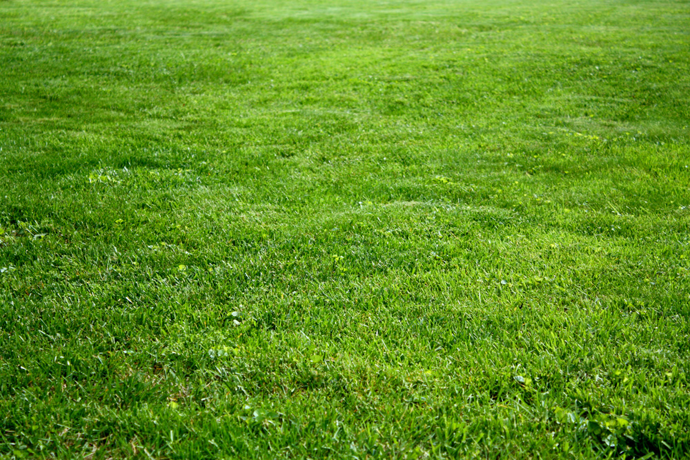 Patio Pet Potty Solutions Natural grass