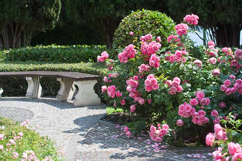 Choosing the Right Location for Roses