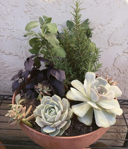 Succulents,Herbs,Perennials