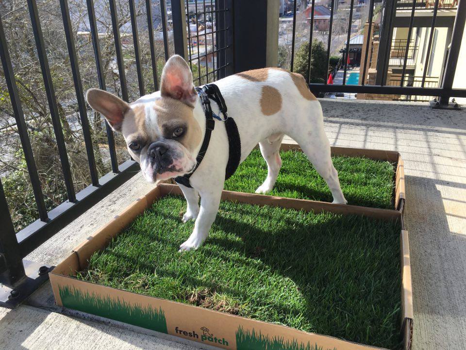 Patio Pet Potty Solutions