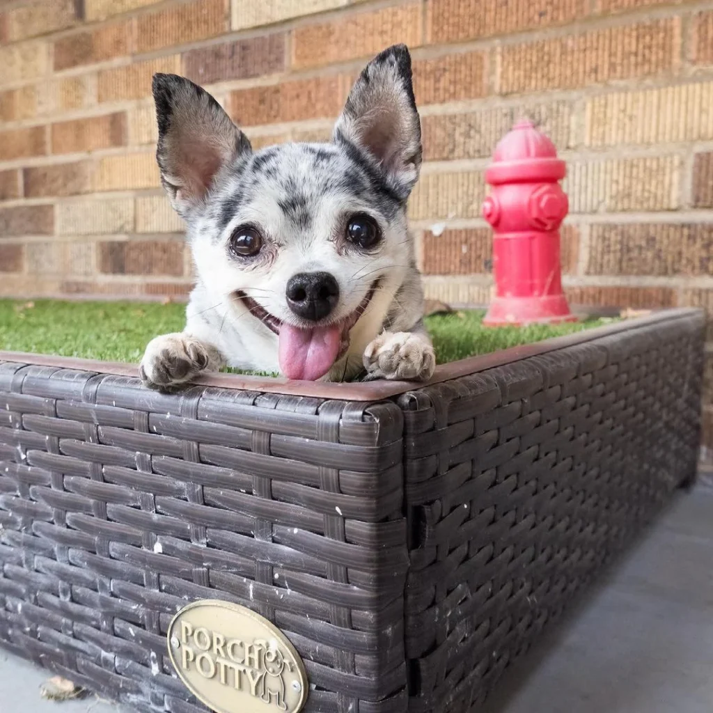 patio pet potty