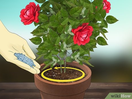 Fertilize roses