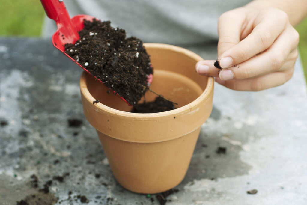 Fill the containers with a mixture of potting soil and well-rotted manure