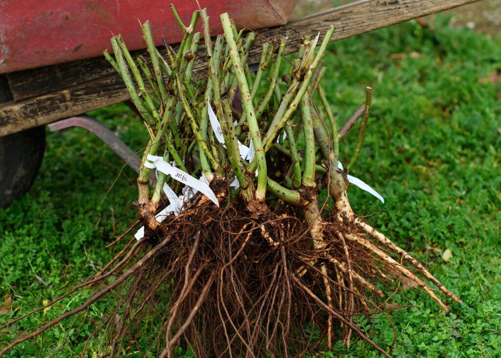 Remove your roses from their nursery pots and gently loosen their roots