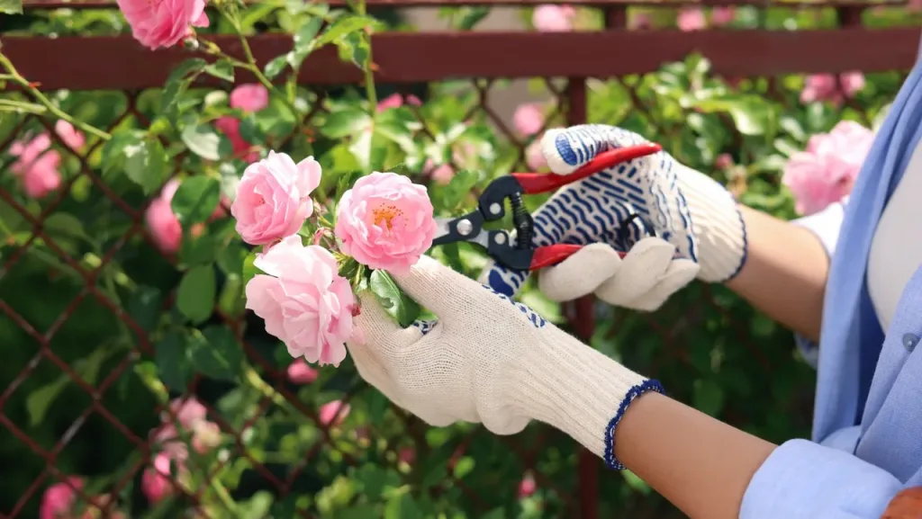Cut extra parts of the rose tree